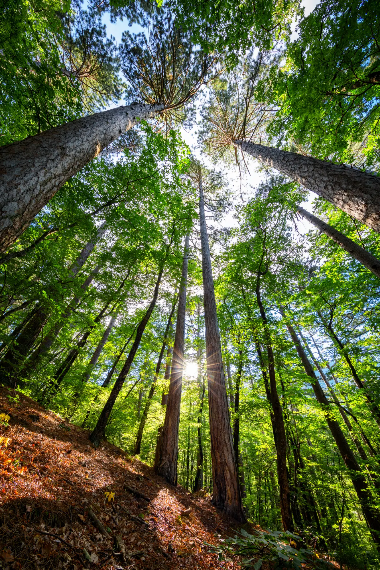 Dlaczego (nie) pytać dlaczego?